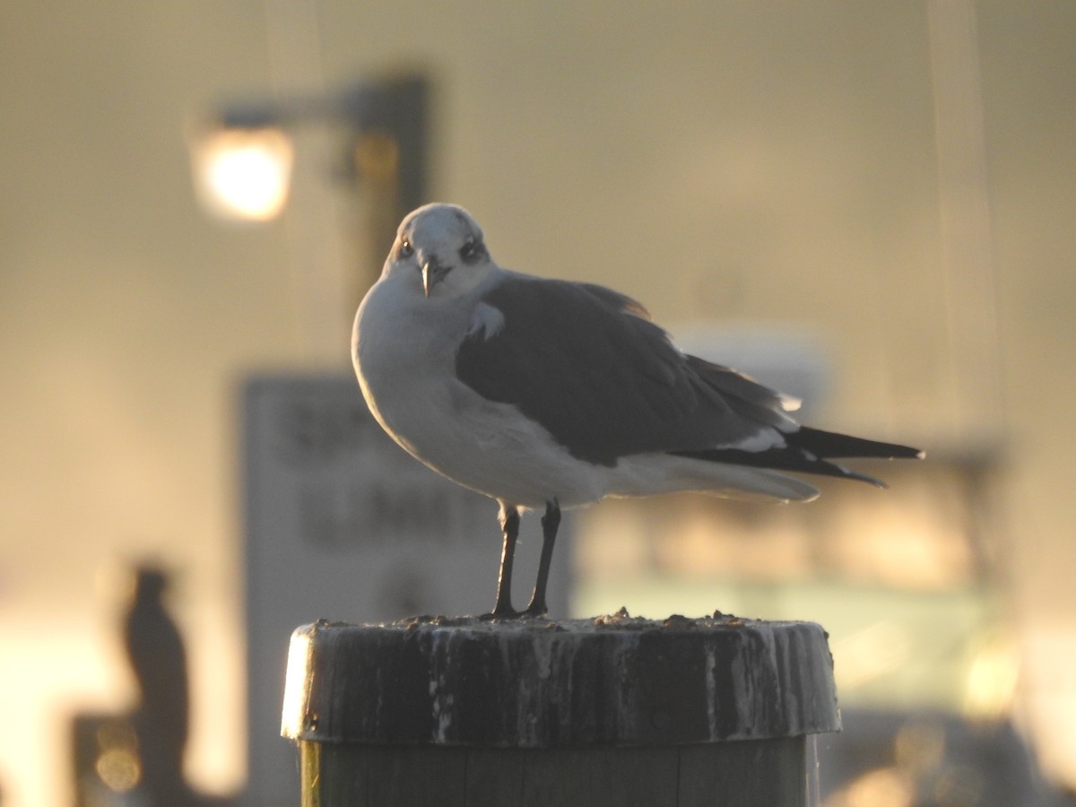 Laughing Gull - ML625859498