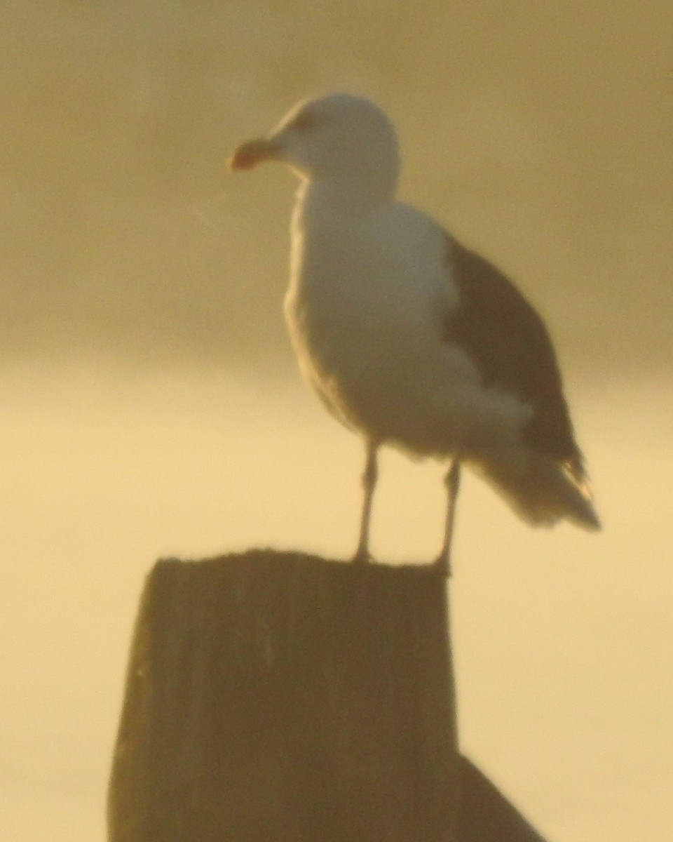 Great Black-backed Gull - ML625859505