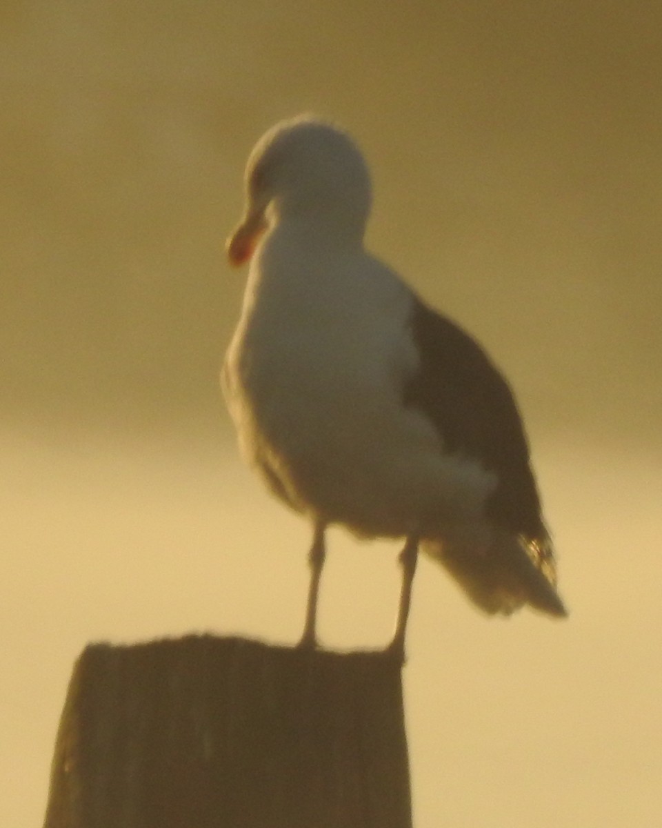 Great Black-backed Gull - ML625859506