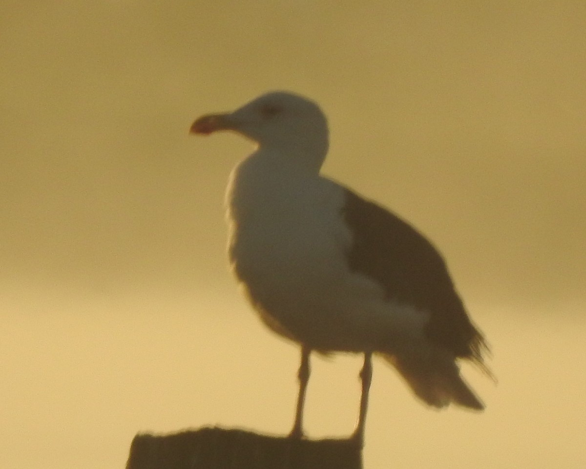 Great Black-backed Gull - ML625859509