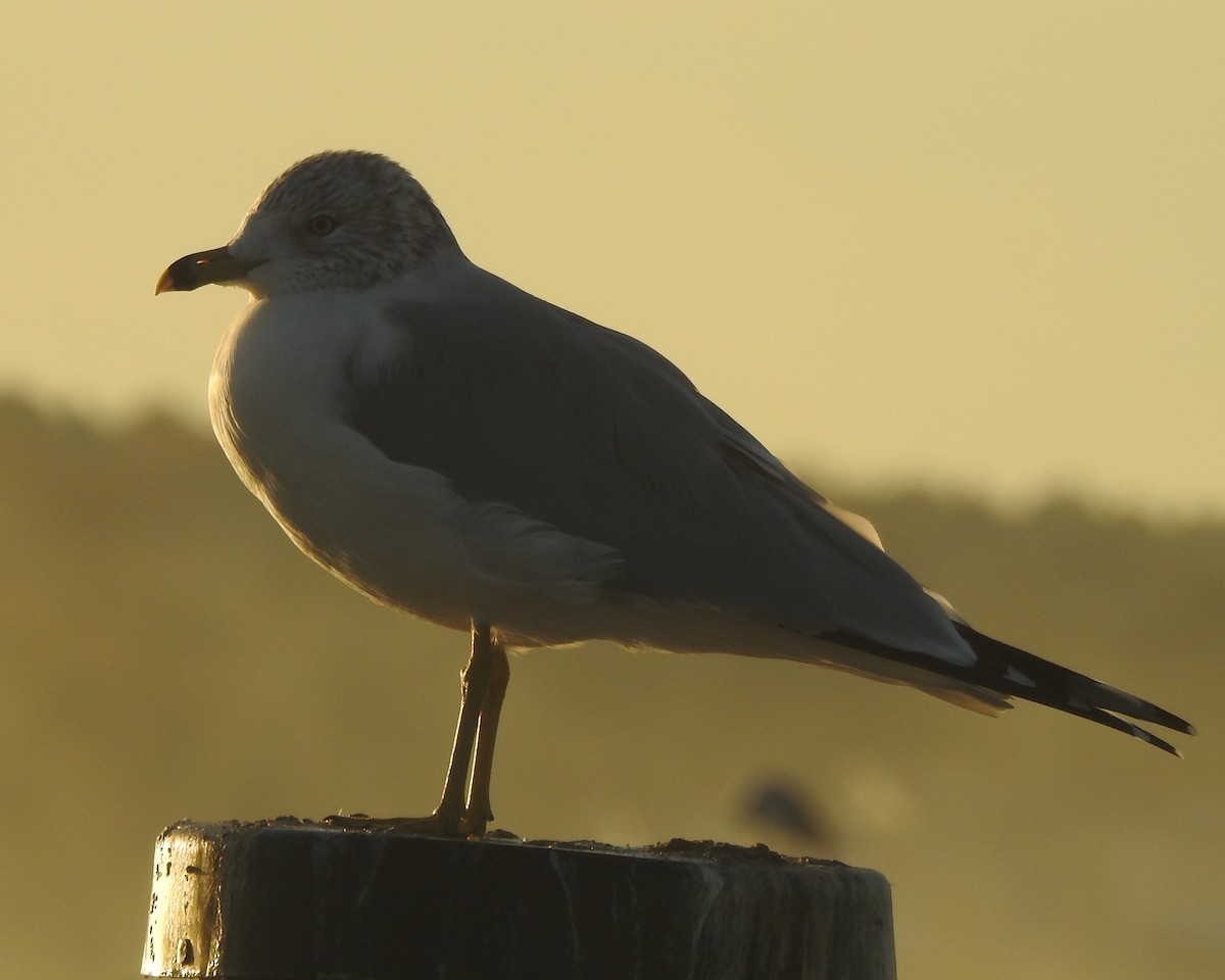 Ring-billed Gull - ML625859514