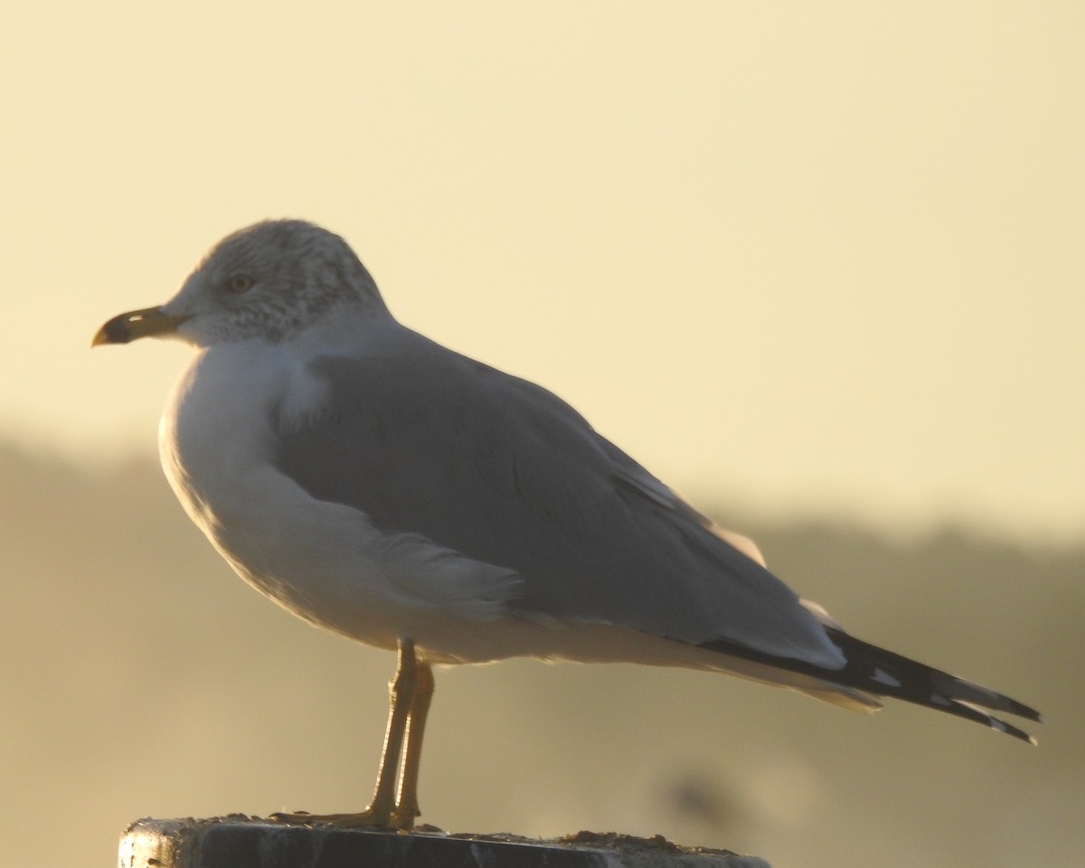 Ring-billed Gull - ML625859515