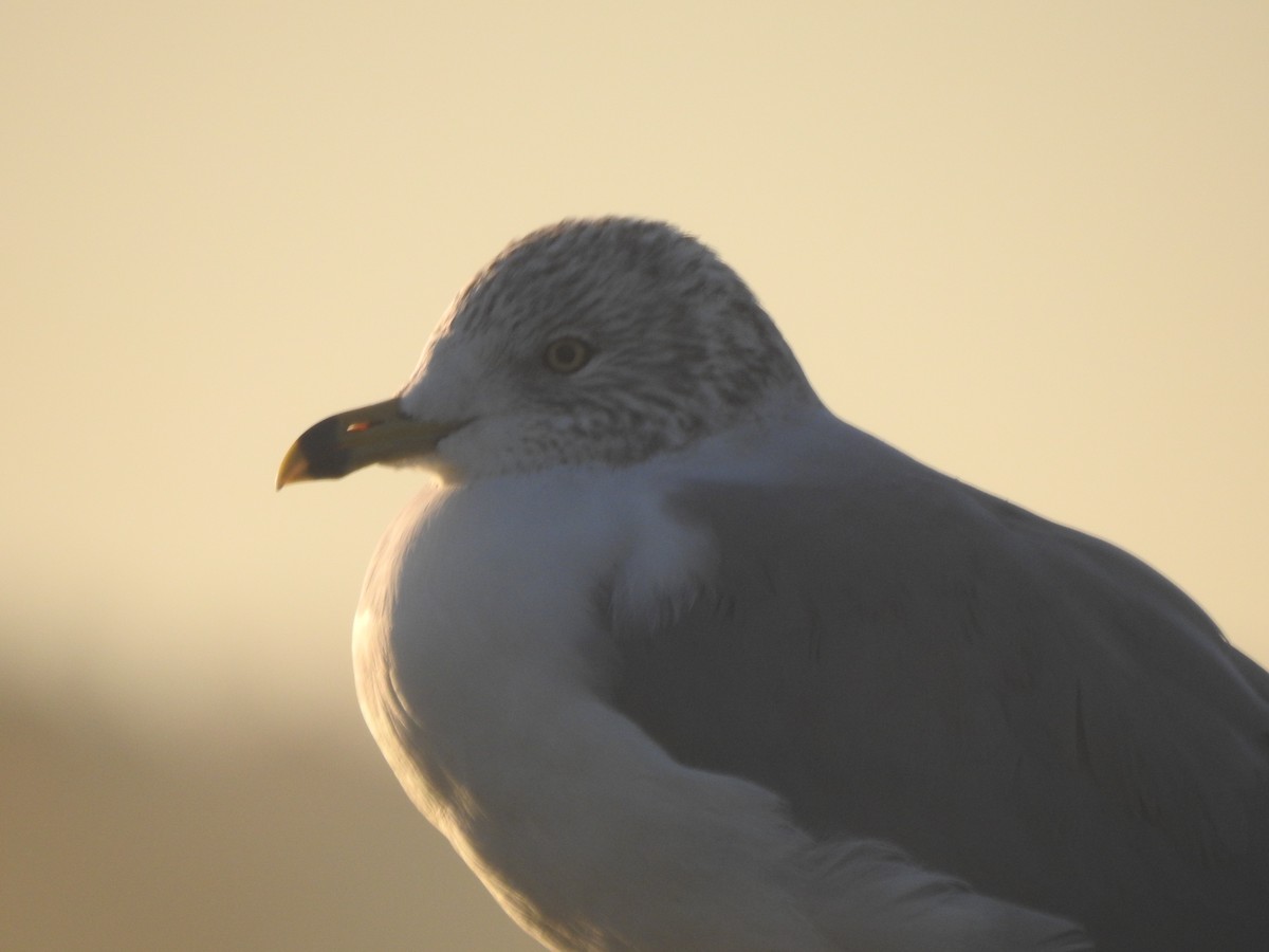 Ring-billed Gull - ML625859517