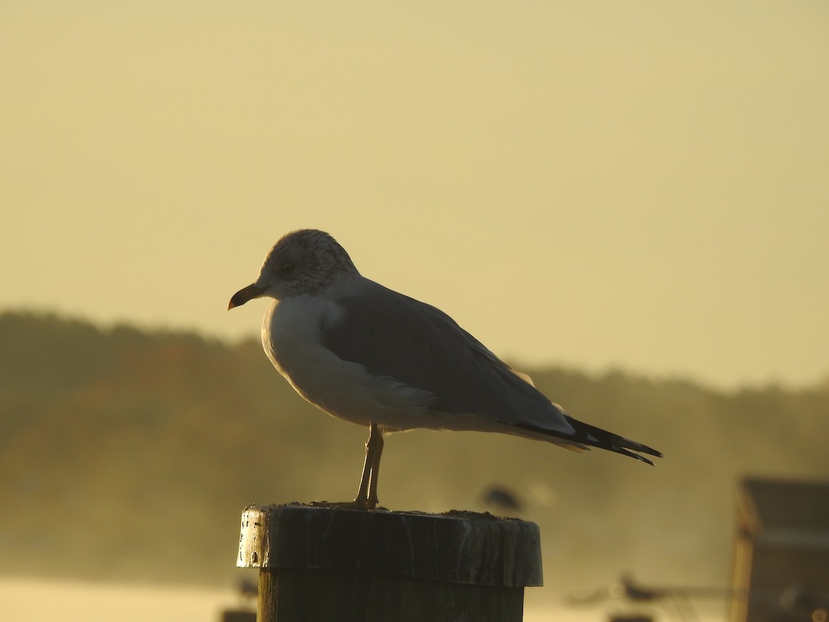 Ring-billed Gull - ML625859518