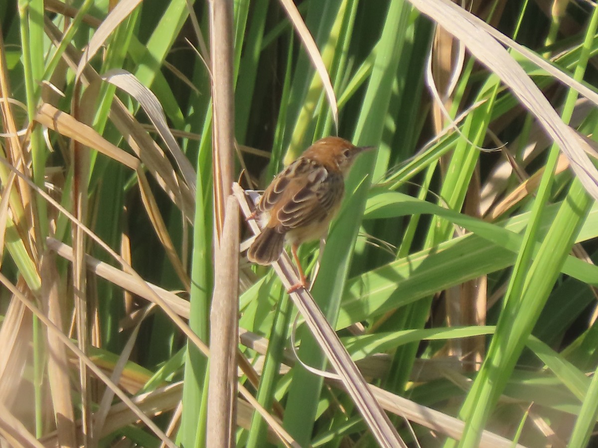 Golden-headed Cisticola - ML625859522