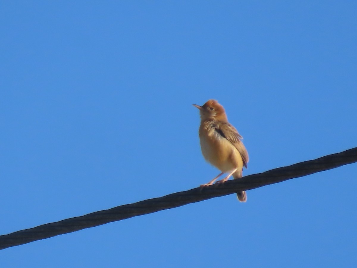 Golden-headed Cisticola - ML625859543