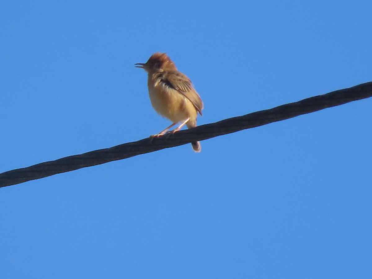 Golden-headed Cisticola - ML625859544