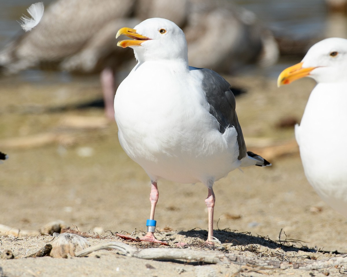 Western Gull - ML625859547