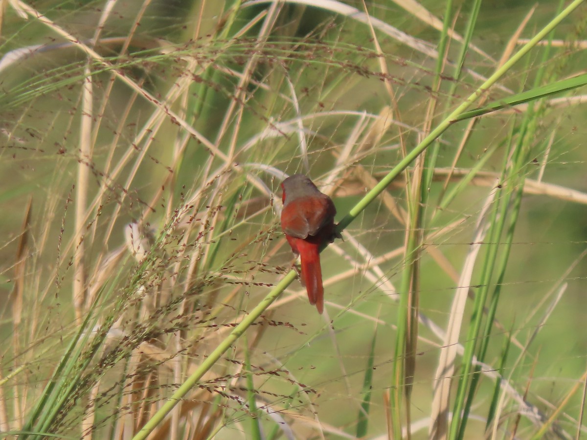 Crimson Finch (Black-bellied) - ML625859577