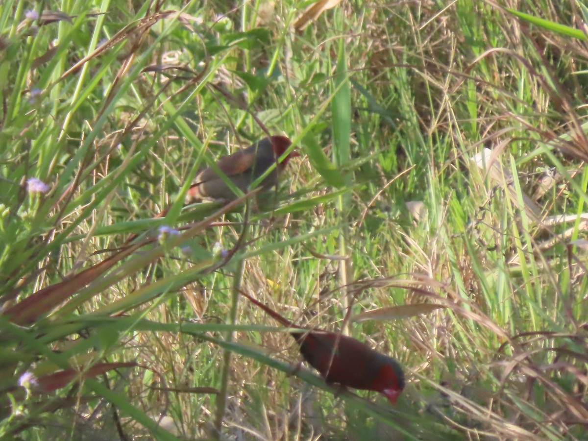 Crimson Finch (Black-bellied) - ML625859615