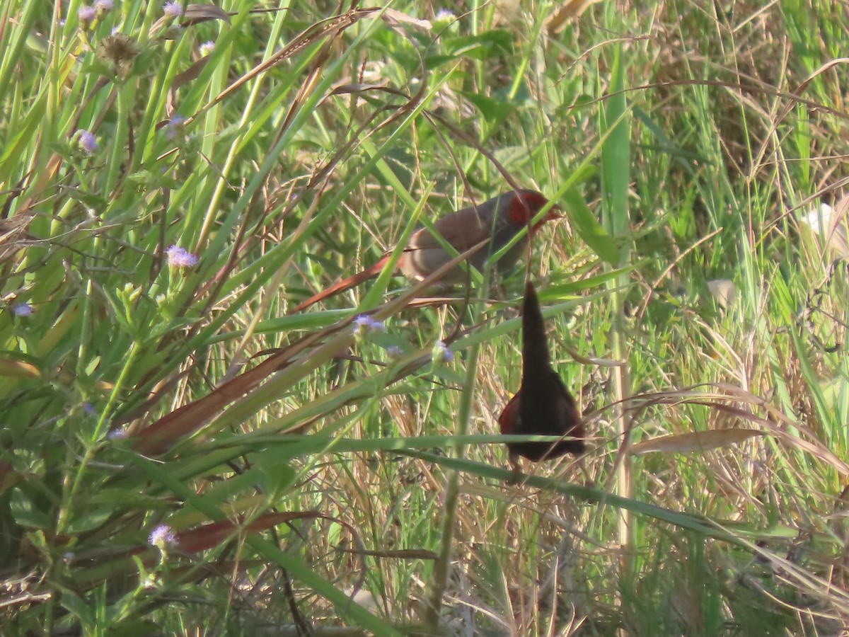 Crimson Finch (Black-bellied) - ML625859616