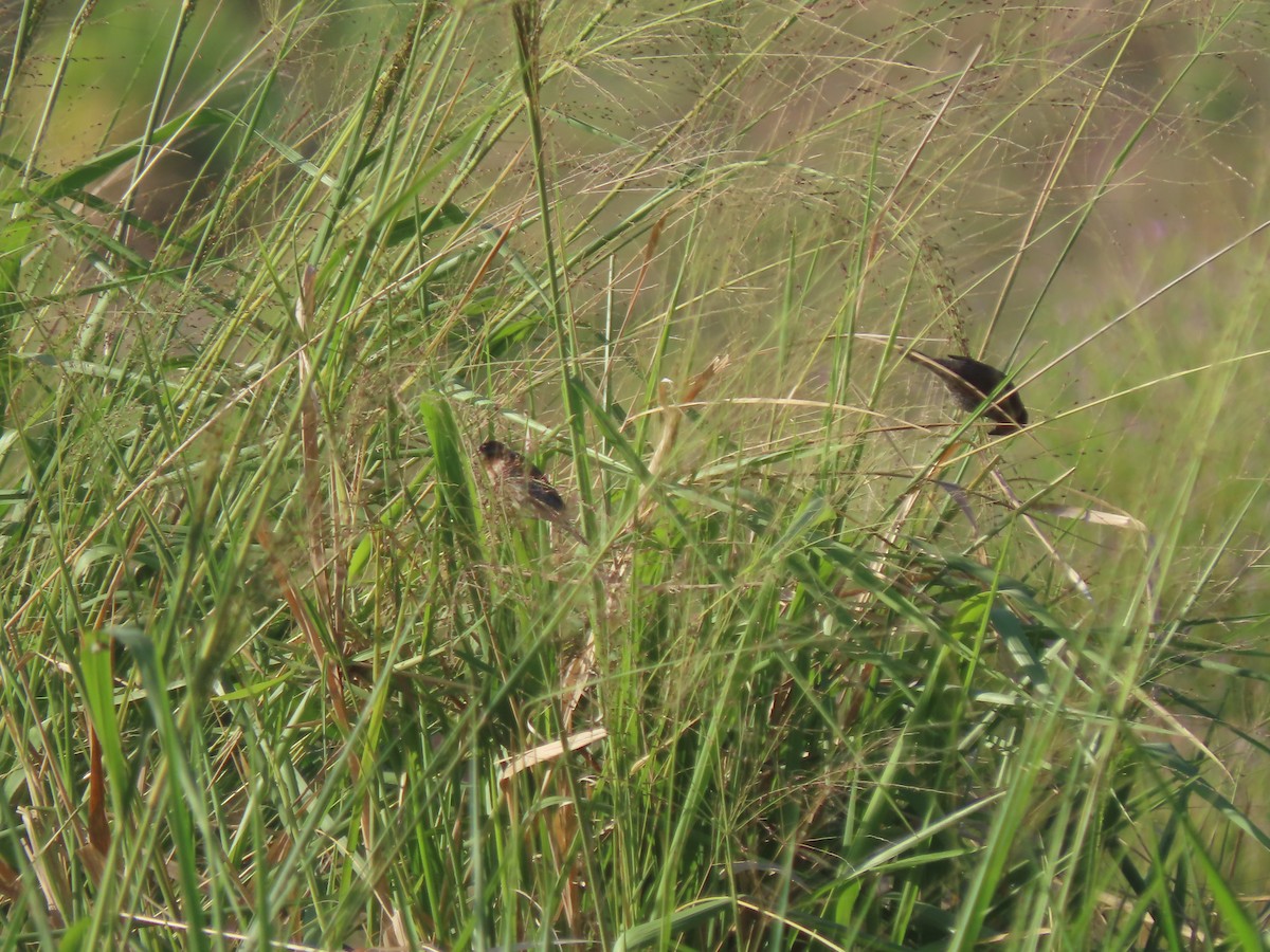 Chestnut-breasted Munia - ML625859617