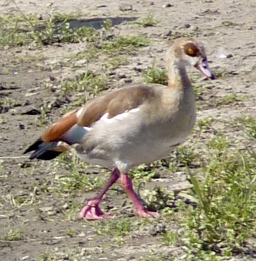 Egyptian Goose - ML625859637