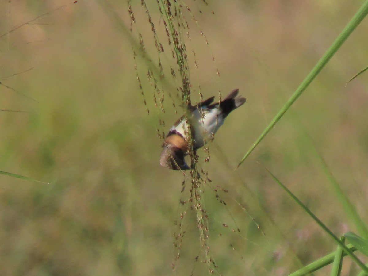 Chestnut-breasted Munia - ML625859653