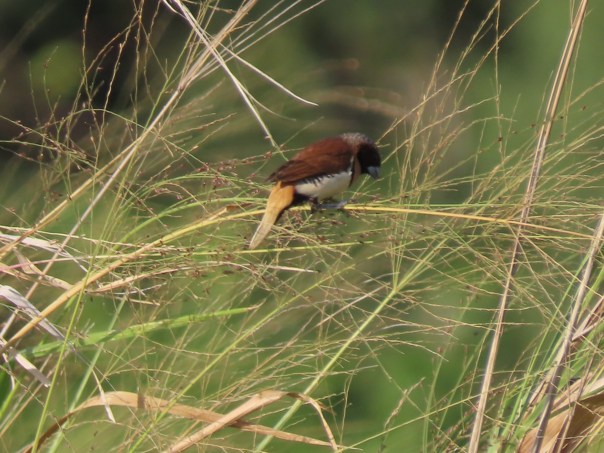 Chestnut-breasted Munia - ML625859654