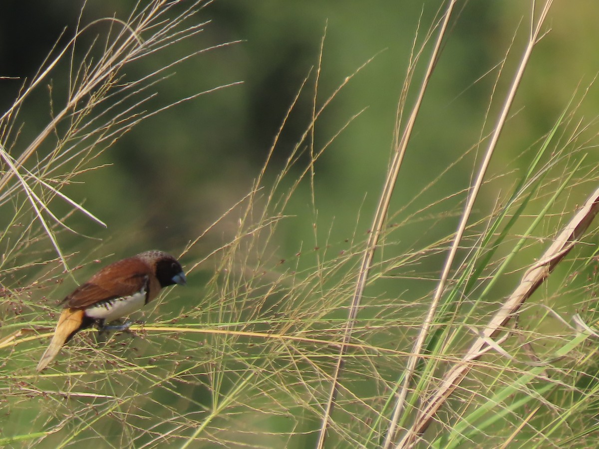 Chestnut-breasted Munia - ML625859655