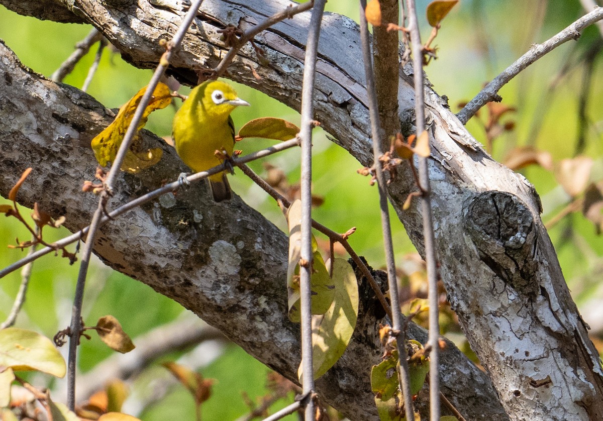 Lemon-bellied White-eye - ML625860023