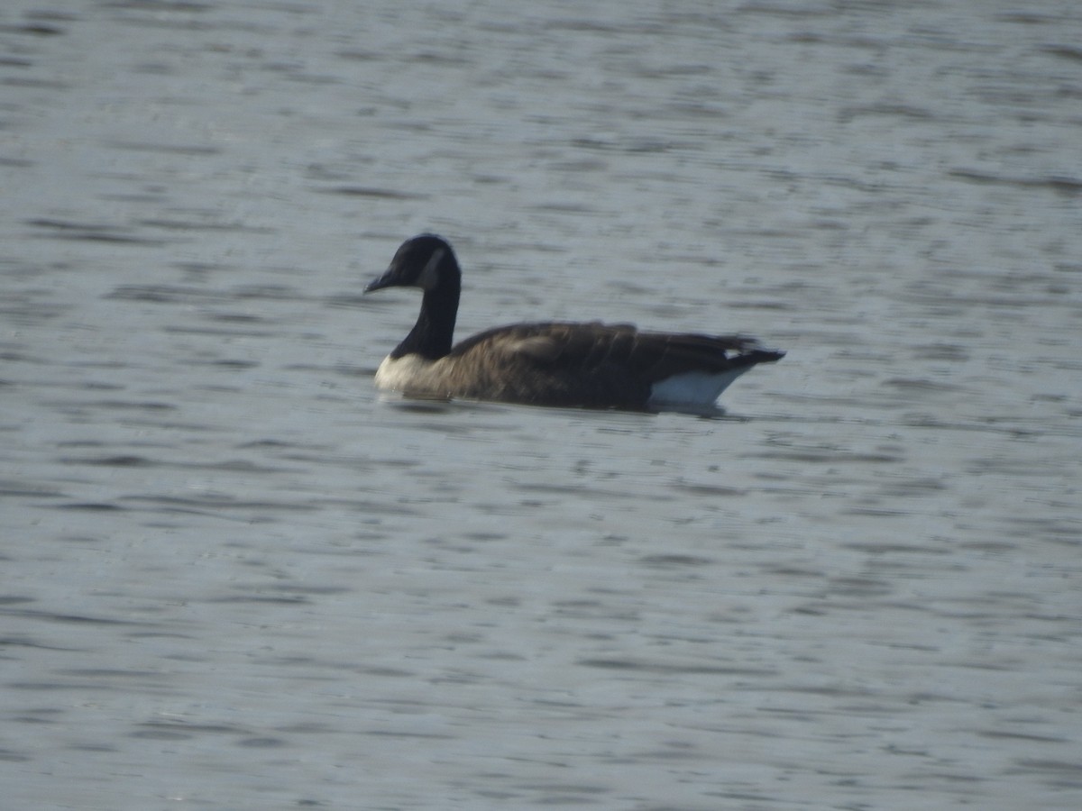 Canada Goose - ML625860210