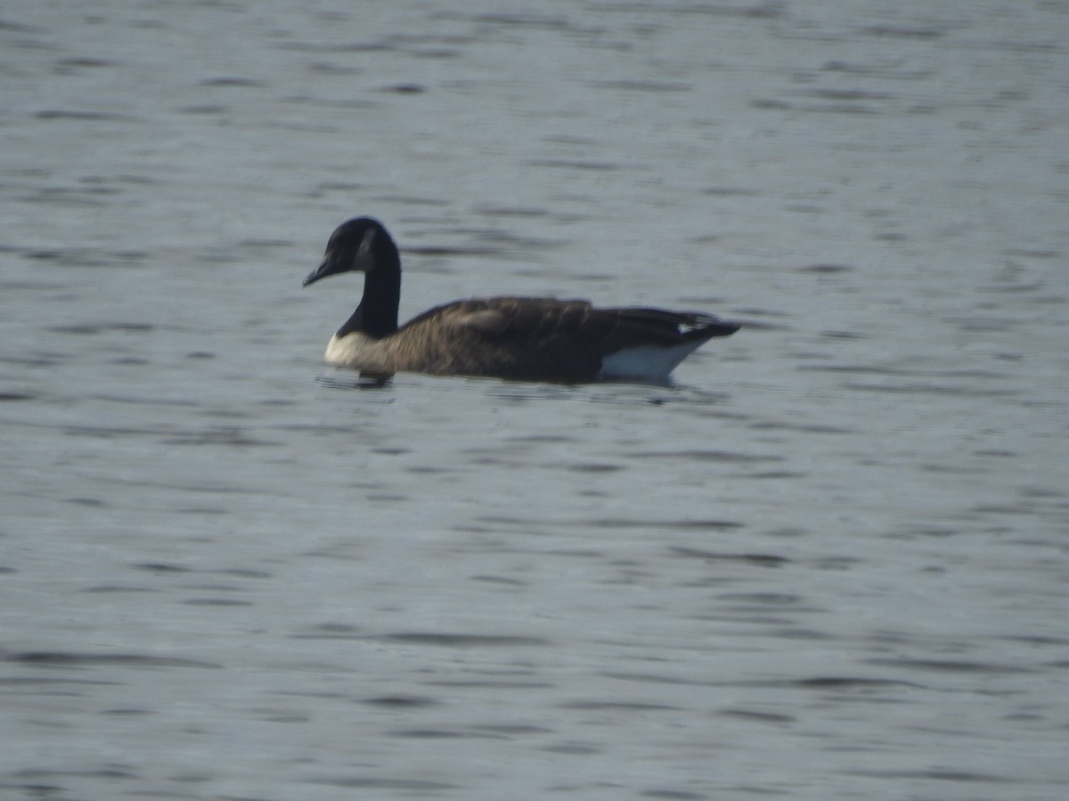 Canada Goose - ML625860211