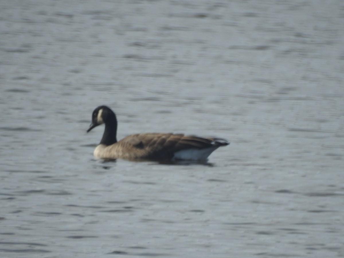 Canada Goose - ML625860213