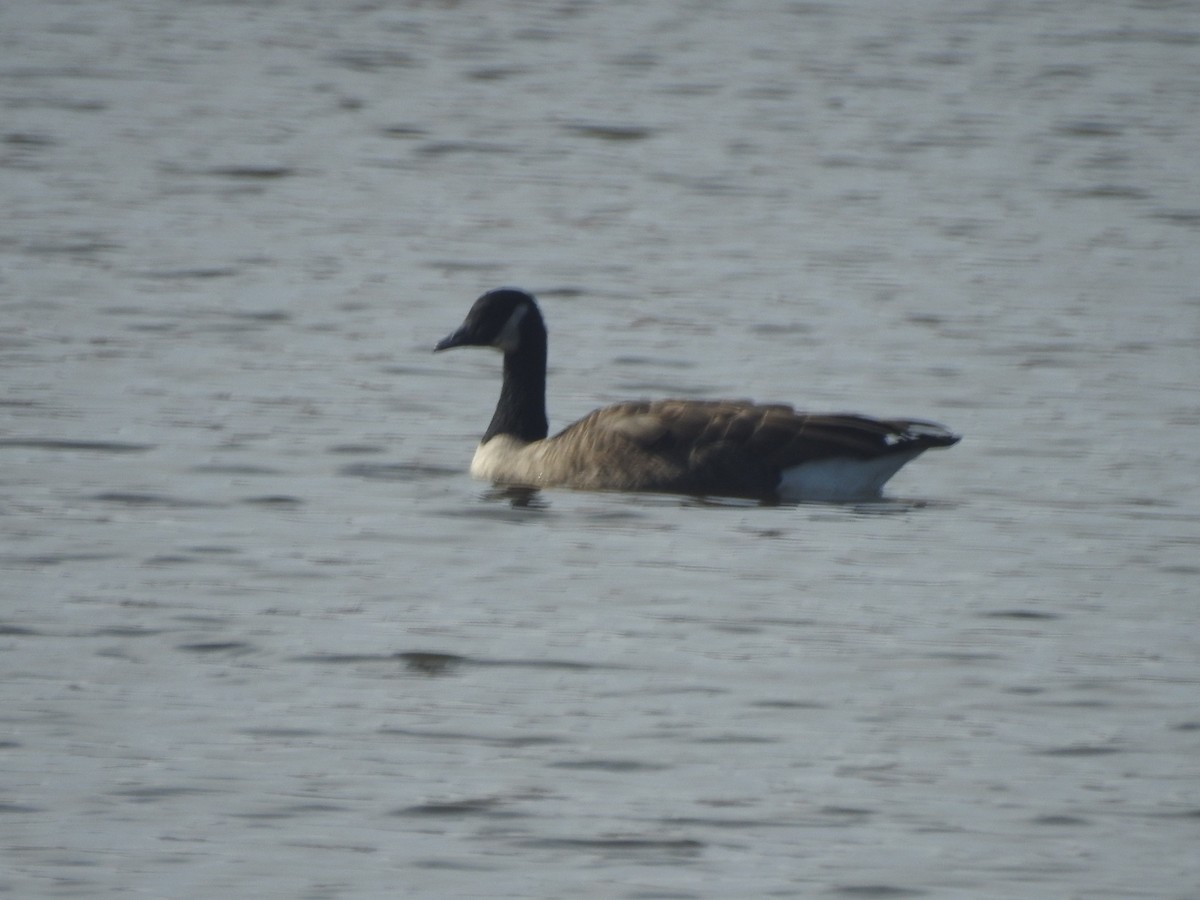 Canada Goose - ML625860214