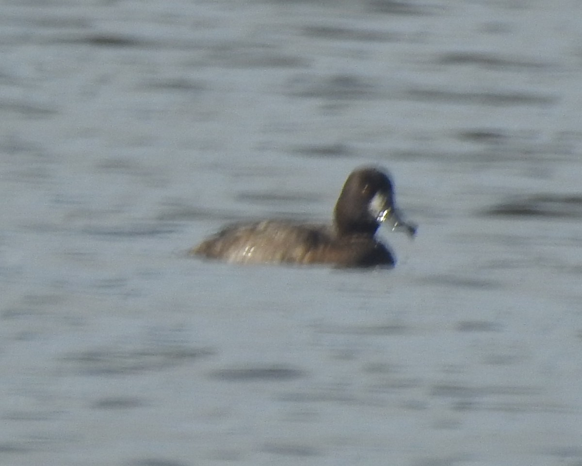 Greater Scaup - ML625860222