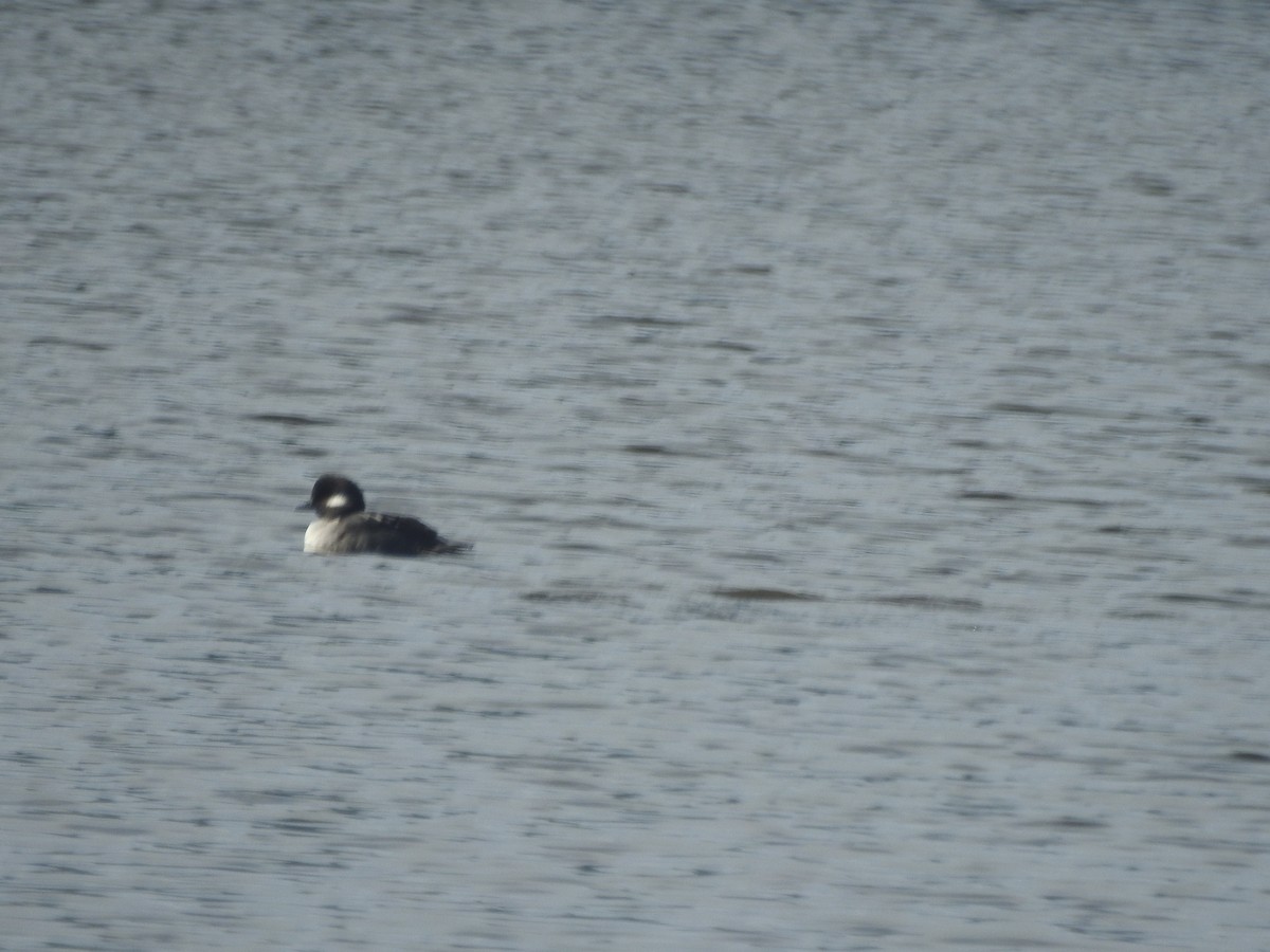 Bufflehead - ML625860230