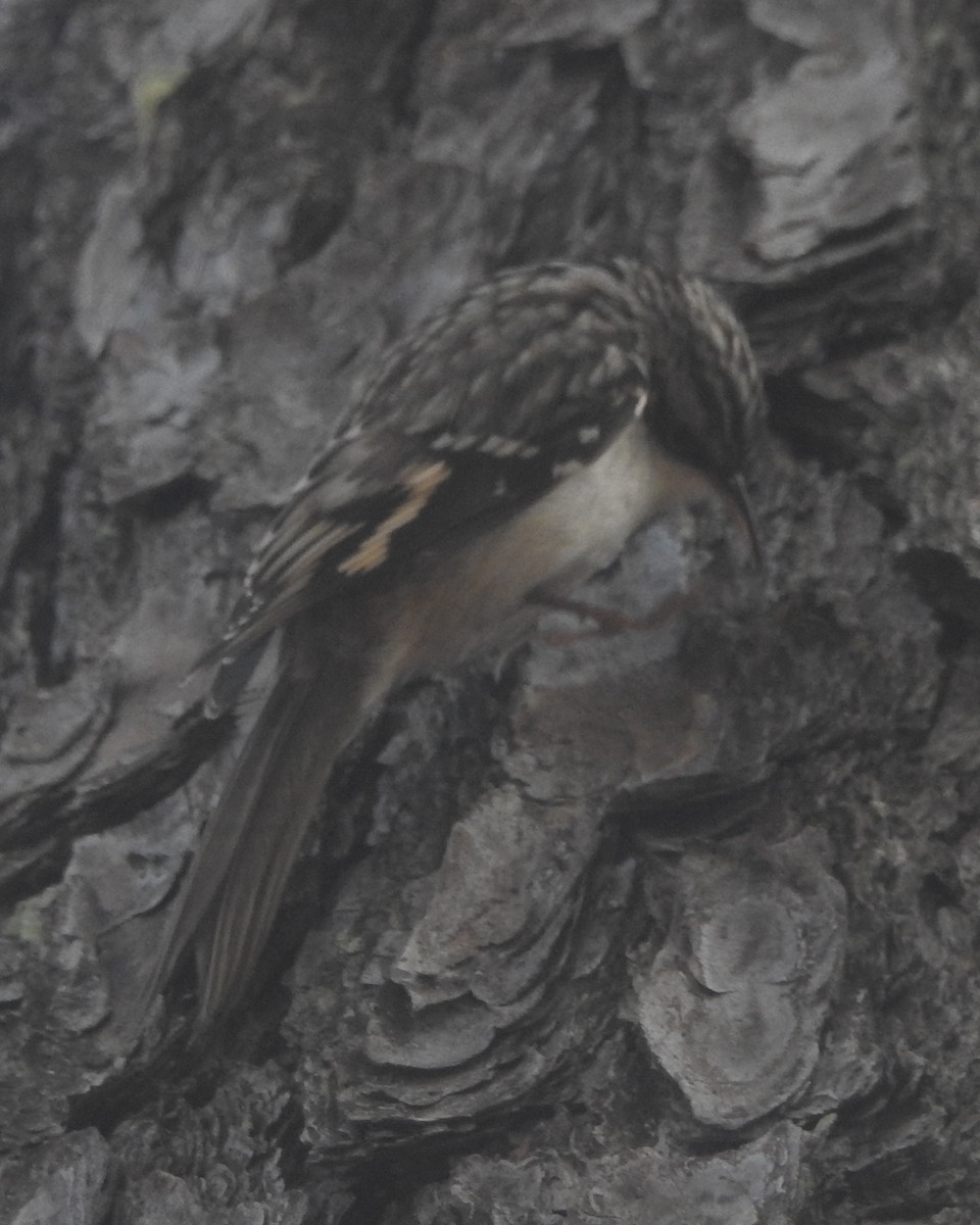 Brown Creeper - ML625860234