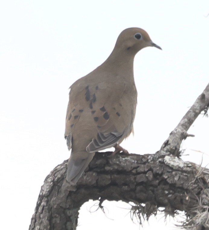 Mourning Dove - ML625860274