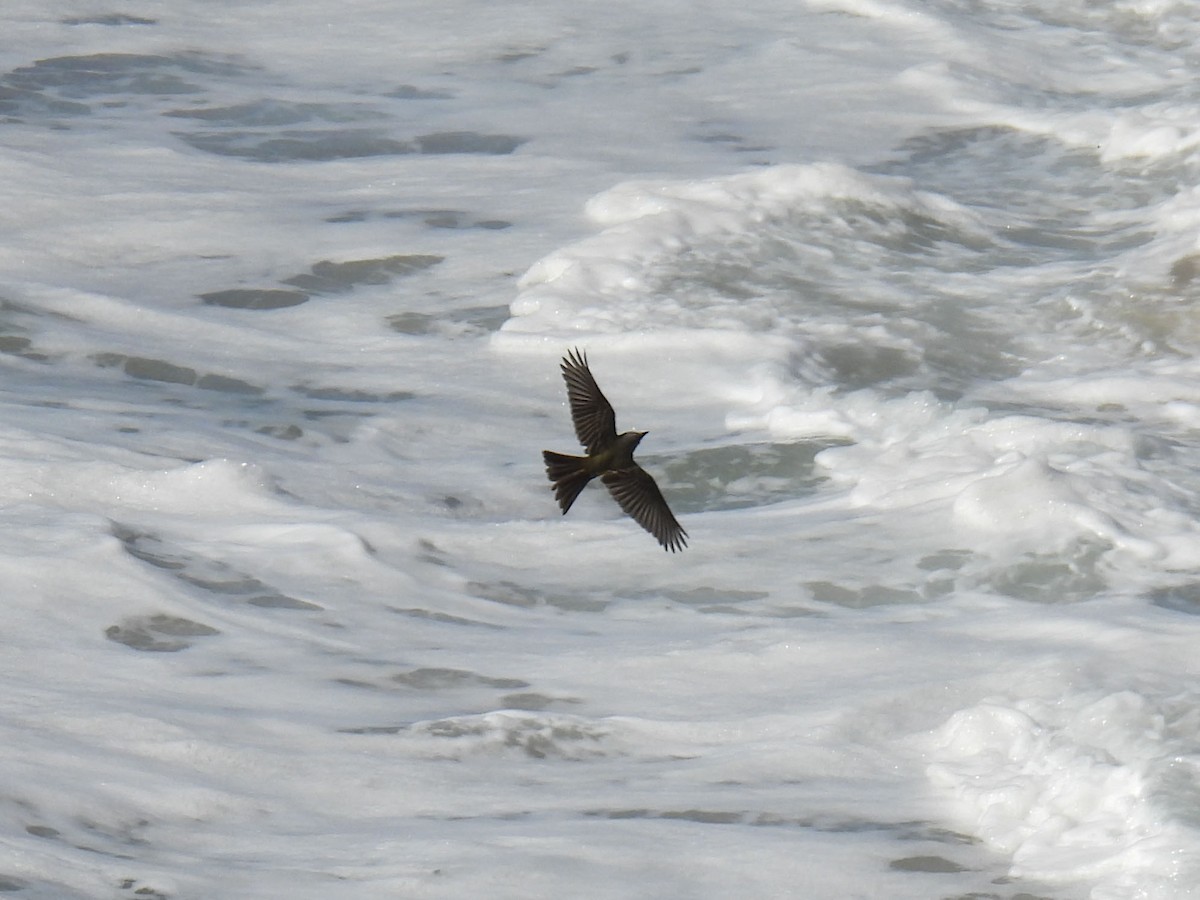 Tropical Kingbird - ML625860289