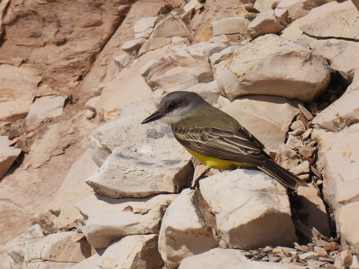 Tropical Kingbird - ML625860290