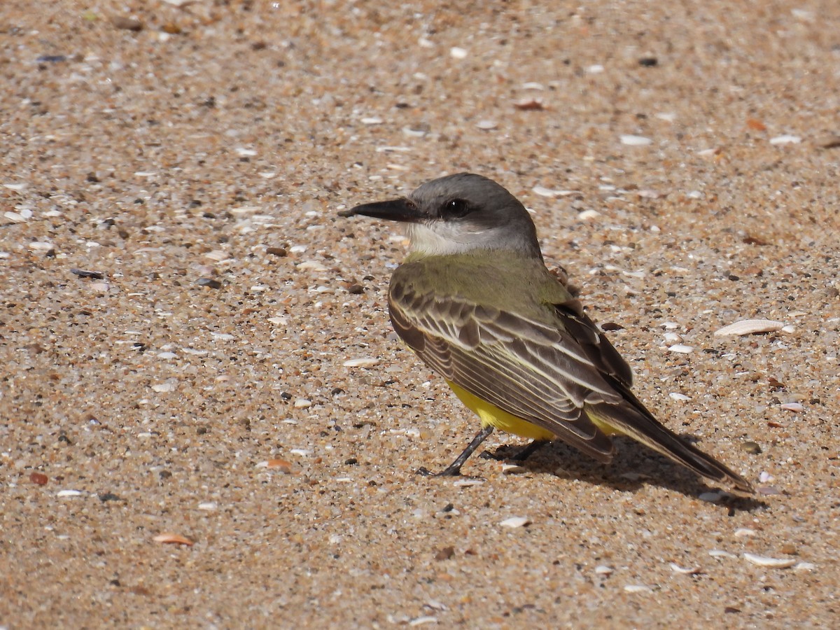 Tropical Kingbird - ML625860291