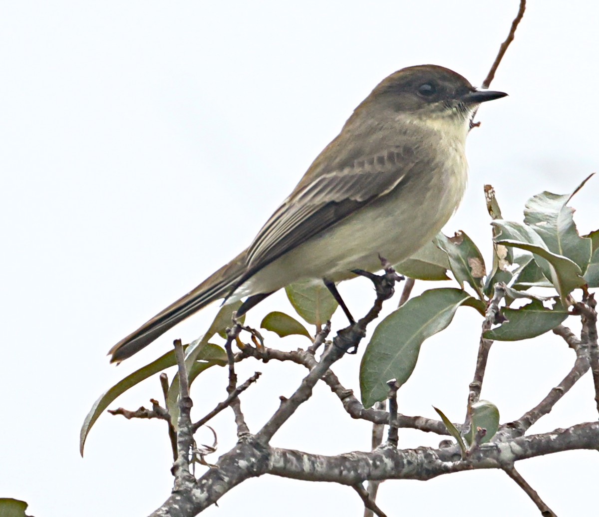 Eastern Phoebe - ML625860292