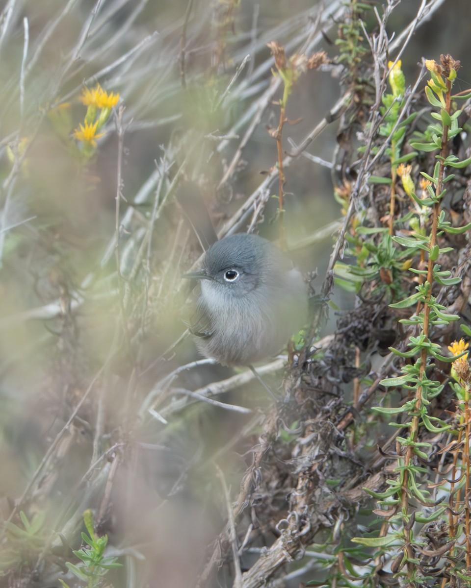 California Gnatcatcher - ML625860294