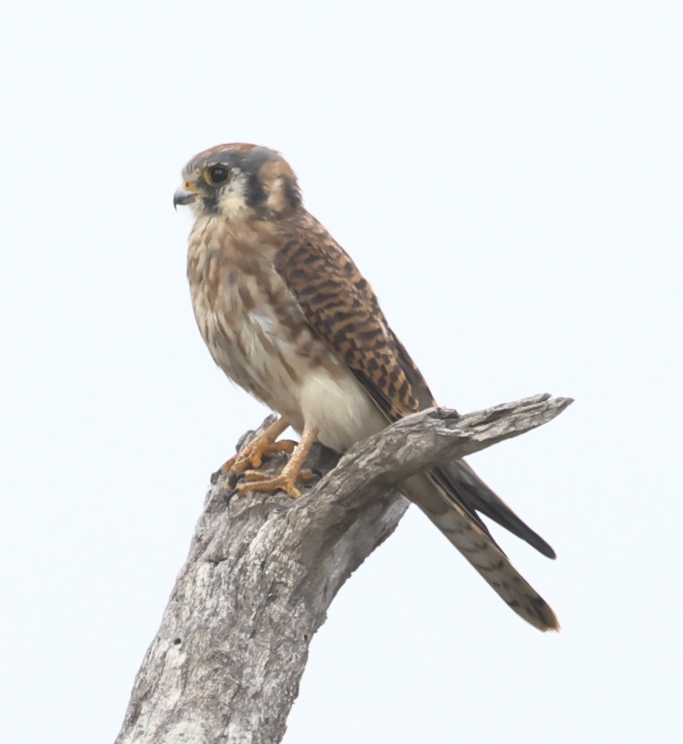 American Kestrel - ML625860363