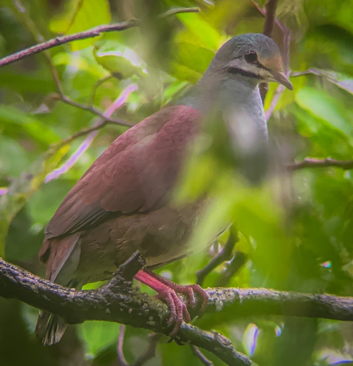 Buff-fronted Quail-Dove - ML625860542