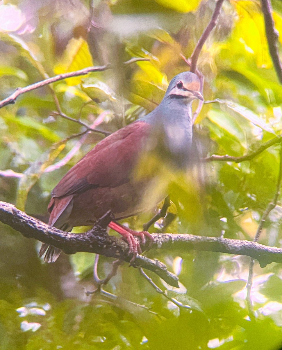 Buff-fronted Quail-Dove - ML625860543