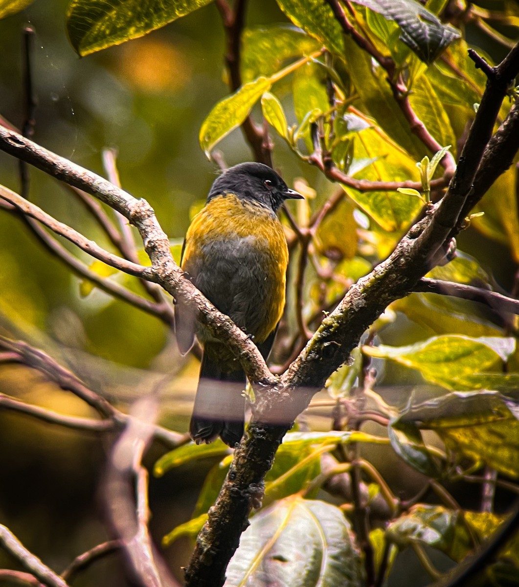 Black-and-yellow Silky-flycatcher - ML625860657