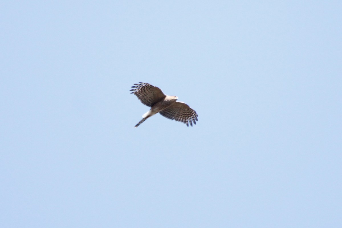 Sharp-shinned/Cooper's Hawk - ML625860737