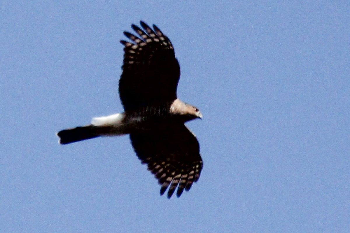 Sharp-shinned/Cooper's Hawk - ML625860738