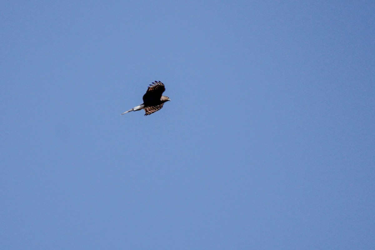 Sharp-shinned/Cooper's Hawk - ML625860740