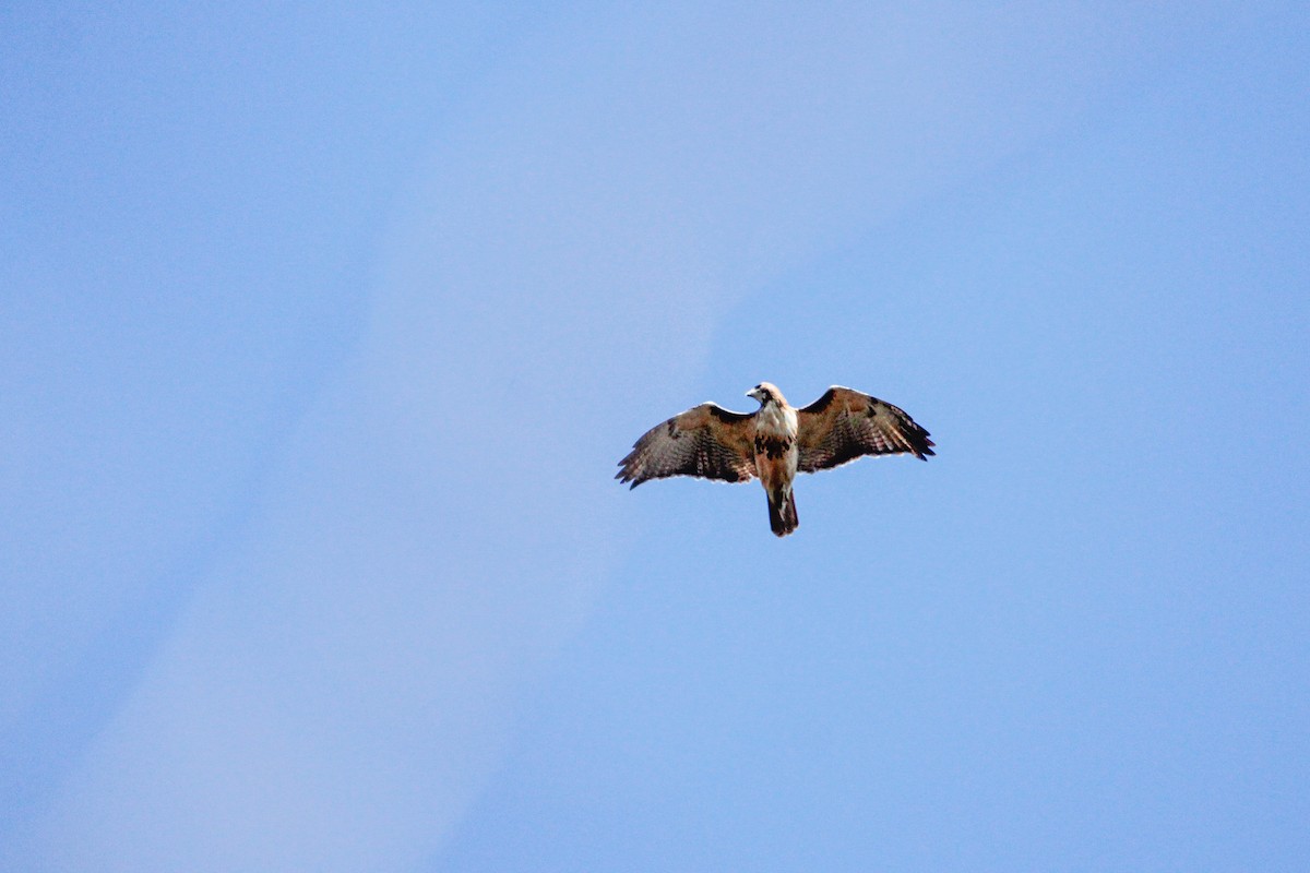 Red-tailed Hawk (borealis) - ML625860753