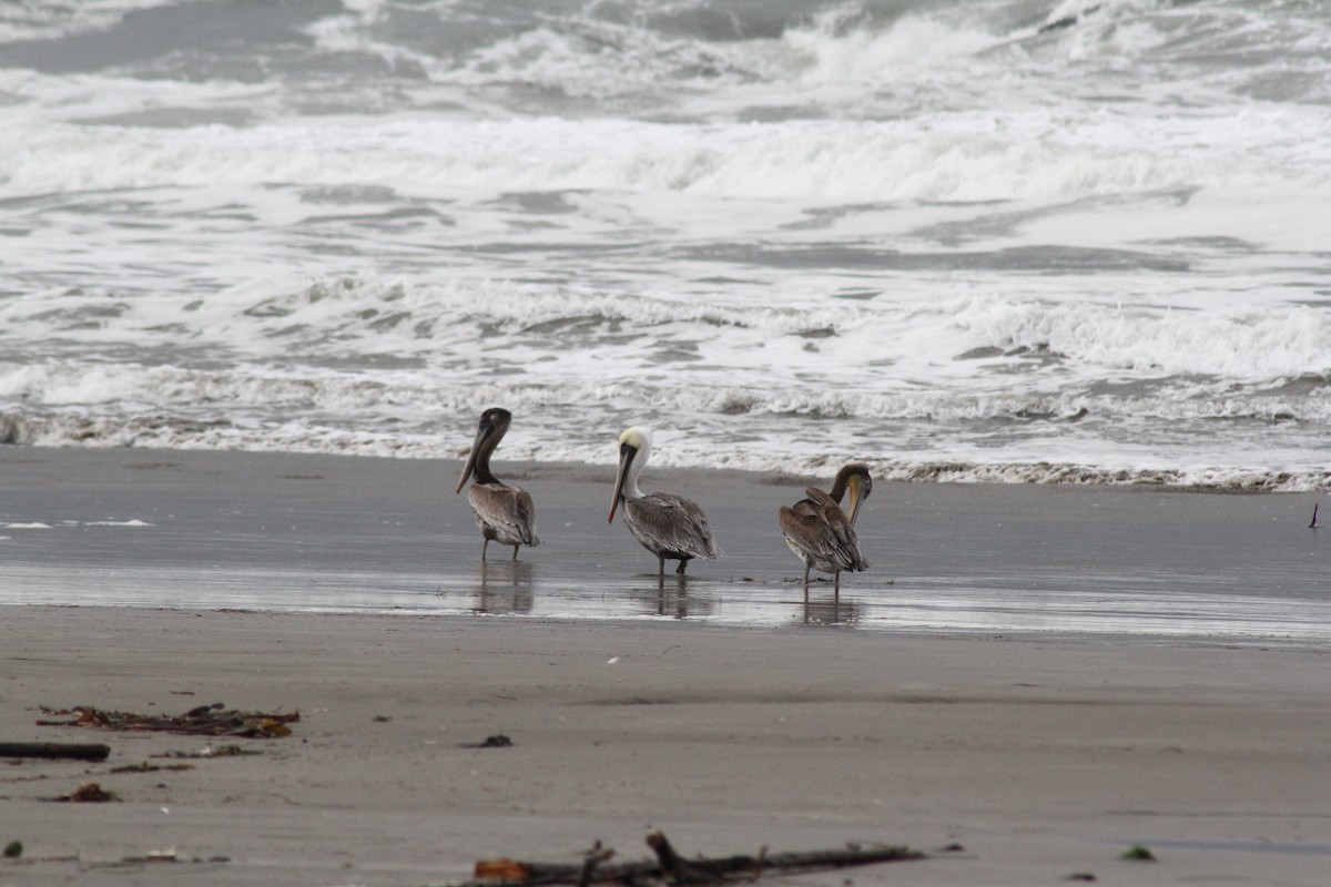 Brown Pelican - ML625860829