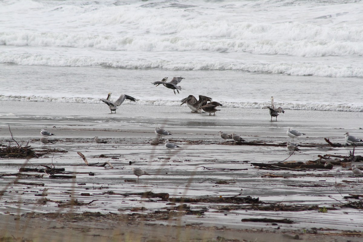 Brown Pelican - ML625860831