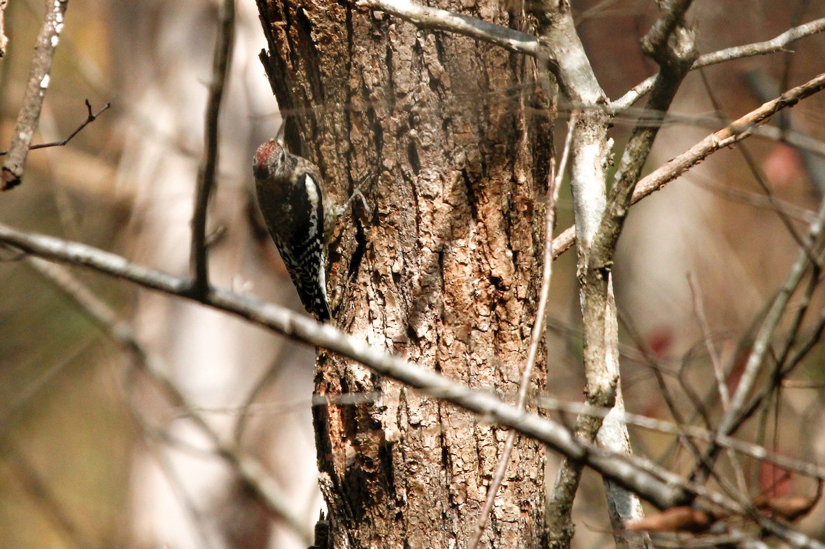 Yellow-bellied Sapsucker - ML625860849