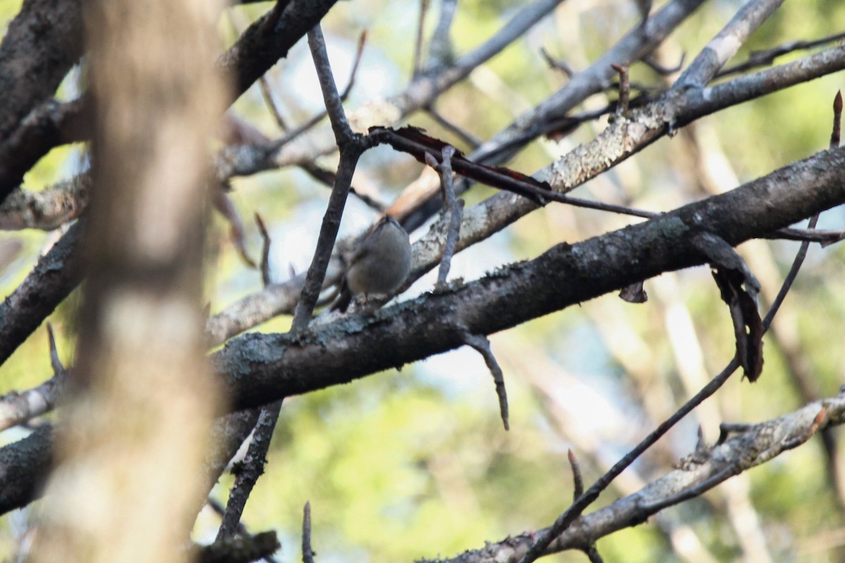 Golden-crowned Kinglet - ML625860878