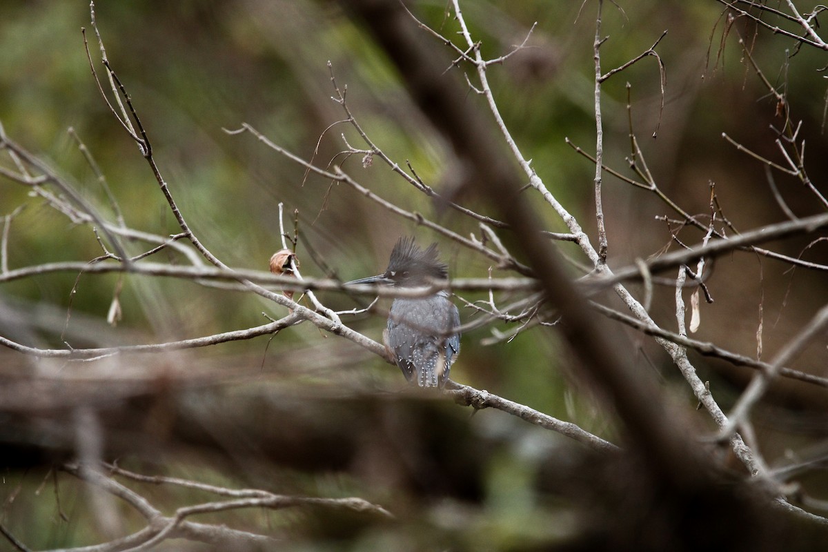 Belted Kingfisher - ML625860945