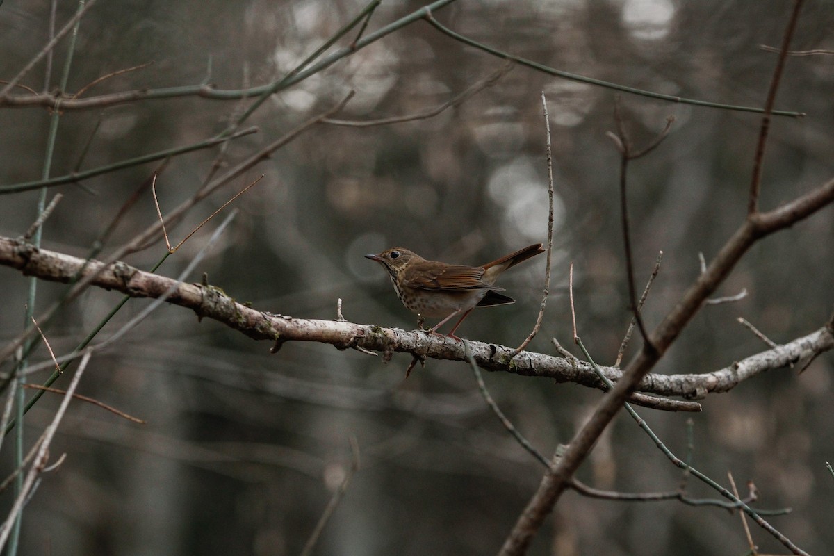 Hermit Thrush - ML625860969