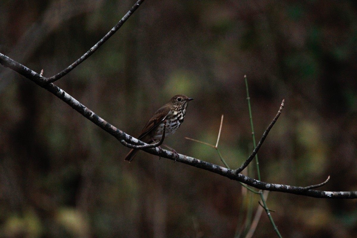 Hermit Thrush - ML625860976
