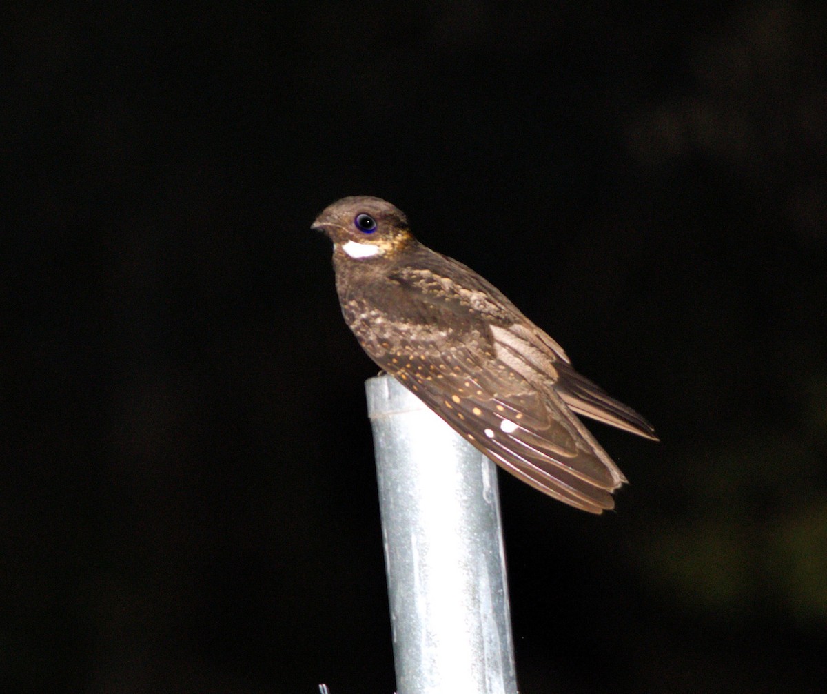 White-throated Nightjar - ML625861642